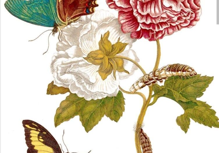 tekenen botanisch planten bloemen insecten