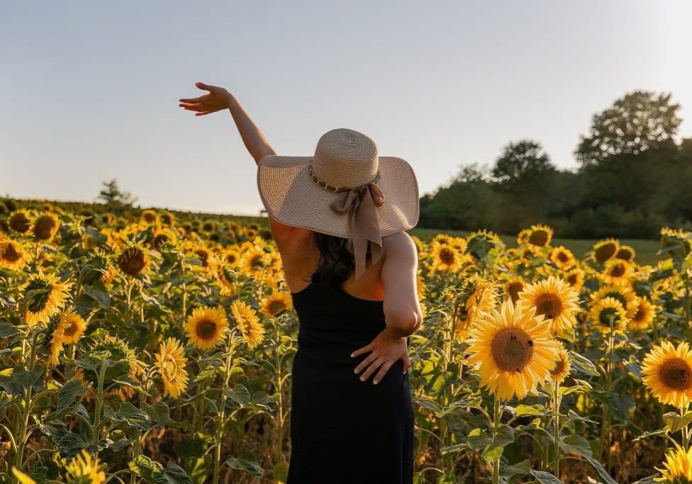 me-recovery sunflowers me-recovery sunflowers