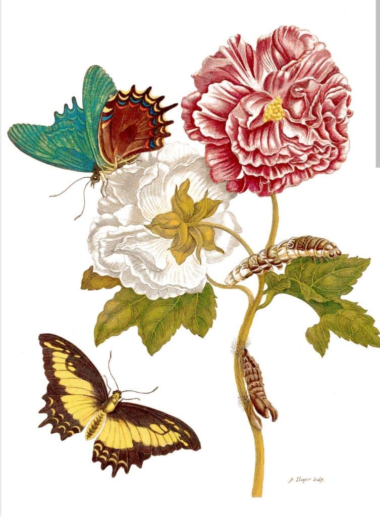 botanisch tekenen workshop meRecovery tekenen botanisch planten bloemen insecten